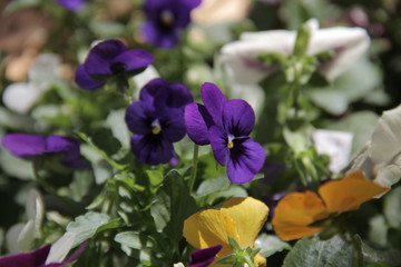 Closeup on colourful Pansies.