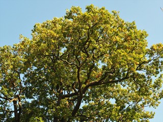 Oak tree canopy with early autumn foliage and a blue sky