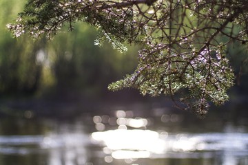 coniferous branch above the water