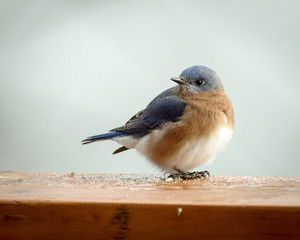 American Eastern Bluebird 