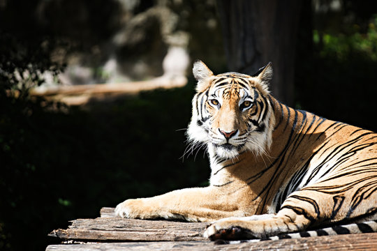 Bengal Tiger in forest