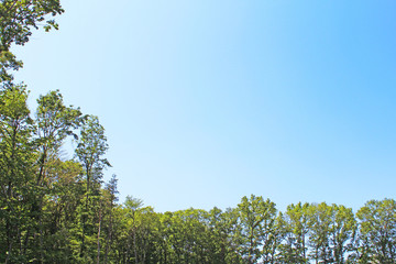 新緑とさわやかな青空