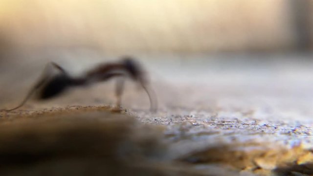 Ants crawling along a path during daytime