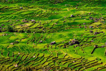 Reisterrassen in Sulawesi - Indonesien