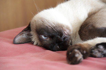 Siamese cat laying.