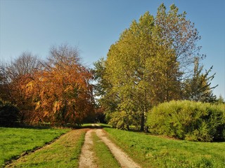Track in the Yorkshire Arboretum, North Yorkshire, England, in early autumn