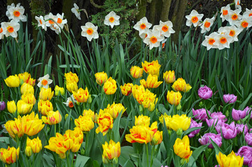 Fototapeta premium Spring daffodils and tulips