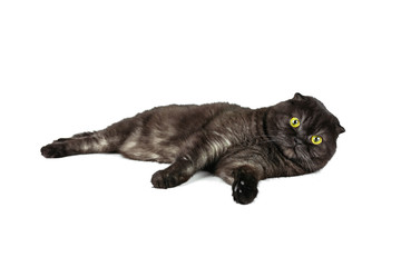 Scottish Fold cat, with yellow eyes, in various poses, isolated on white background.