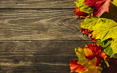 Naklejka na ściany i meble Textured vintage wooden background with autumn yellow leaves