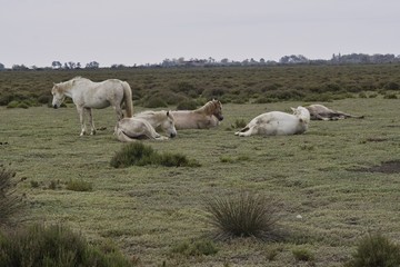 Camargue-Pferde, Südfrankreich