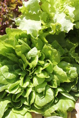 fresh green lettuce