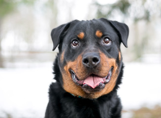 A purebred Rottweiler dog with a happy expression outdoors in the winter