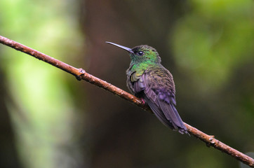 Bronze-tailed Plumeleteer (Chalybura urochrysia) in tropical rainforest, Costa Rica