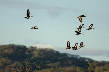 Black-bellied Whistling-ducks (Dendrocygna autumnalis) flying in Palo Verde National Park, Costa Rica