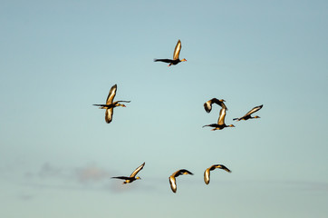 Black-bellied Whistling-ducks (Dendrocygna autumnalis) flying in Palo Verde National Park, Costa Rica
