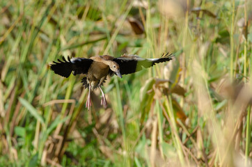 Black-bellied Whistling-duck (Dendrocygna autumnalis) in Palo Verde National Park, Costa Rica