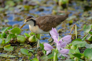 Northern Jacana (Jacana spinosa) immature in Palo Verde National Park, Costa Rica