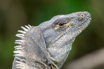 Green Iguana (Iguana Iguana) in Palo Verde National Park, Costa Rica