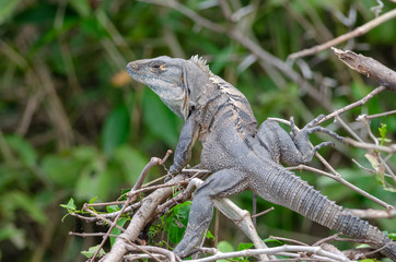 Green Iguana (Iguana Iguana) in Palo Verde National Park, Costa Rica
