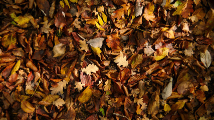 Sol recouvert de feuilles d'arbre en automne