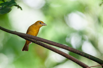 Summer Tanager (Piranga rubra) female near Sarapiqui river, Costa Rica
