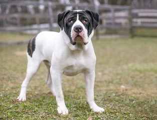 A Mastiff mixed breed dog with nictitans gland prolapse or "cherry eye" in both eyes