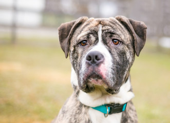 A brindle and white American Bulldog mixed breed dog