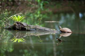 Pond