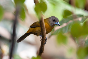 Passerini's Tanager (Ramphocelus passerinii)