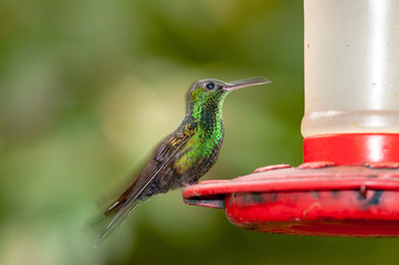 Bronze-tailed Plumeleteer (Chalybura urochrysia) in tropical rainforest, Costa Rica