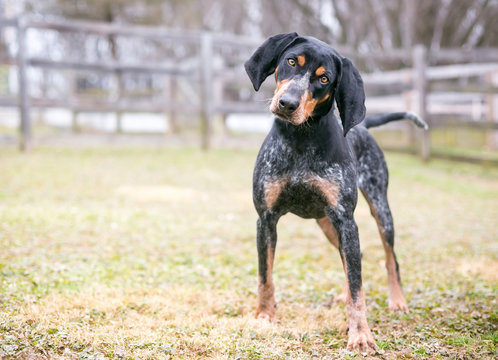 A Bluetick Coonhound dog outdoors listening with a head tilt