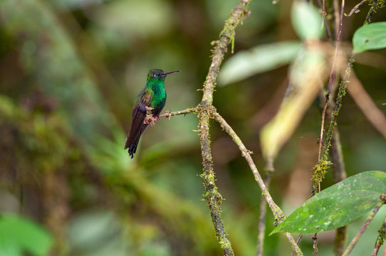 Bronze-tailed plumeleteer