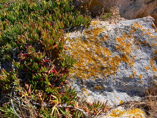 Obraz na płótnie Canvas Granit-Stein mit orangefarbenen Flechten