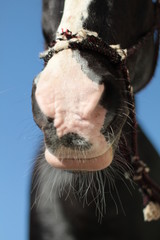 black and white horse portrait 