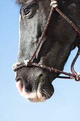 black and white horse portrait 