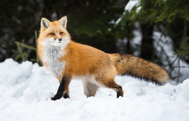 Red fox - 227489752