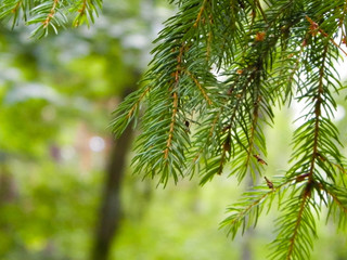 Fototapeta na wymiar Close up of spruce branch.