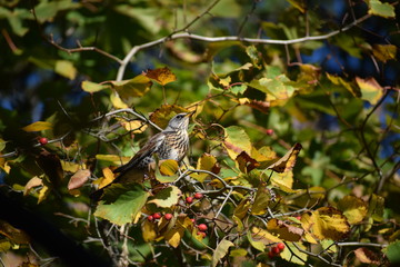 Autumn leaves on tree