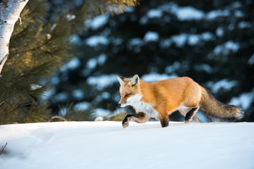 Red fox