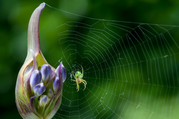 Spinne im Spinnennetz an einer Agapanthus-Knospe