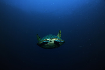 Fototapeta na wymiar sea turtle in water