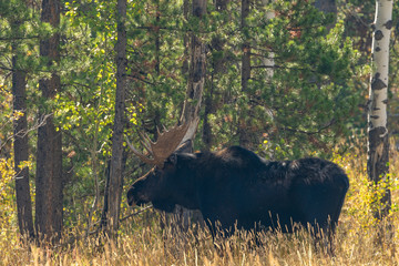 Bull Shiras Moose in Autumn in Wyoming
