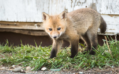 Red fox