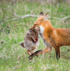 Red fox