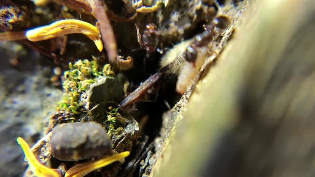 Ants Crawling Out Of Their Nest