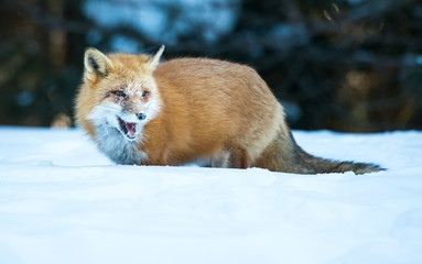 Red fox