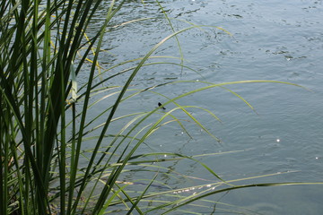 Foglie filiformi con libellula e riflessi sull'acqua