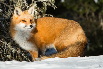 Red fox