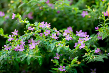 group of purple flowers