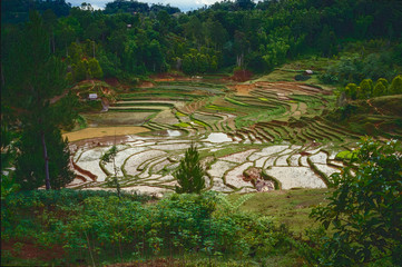 Reisterrassen in Sulawesi - Indonesien